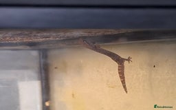 Gecko reptiles for sale: Baby Mourning geckos and Isopods  - Image 4