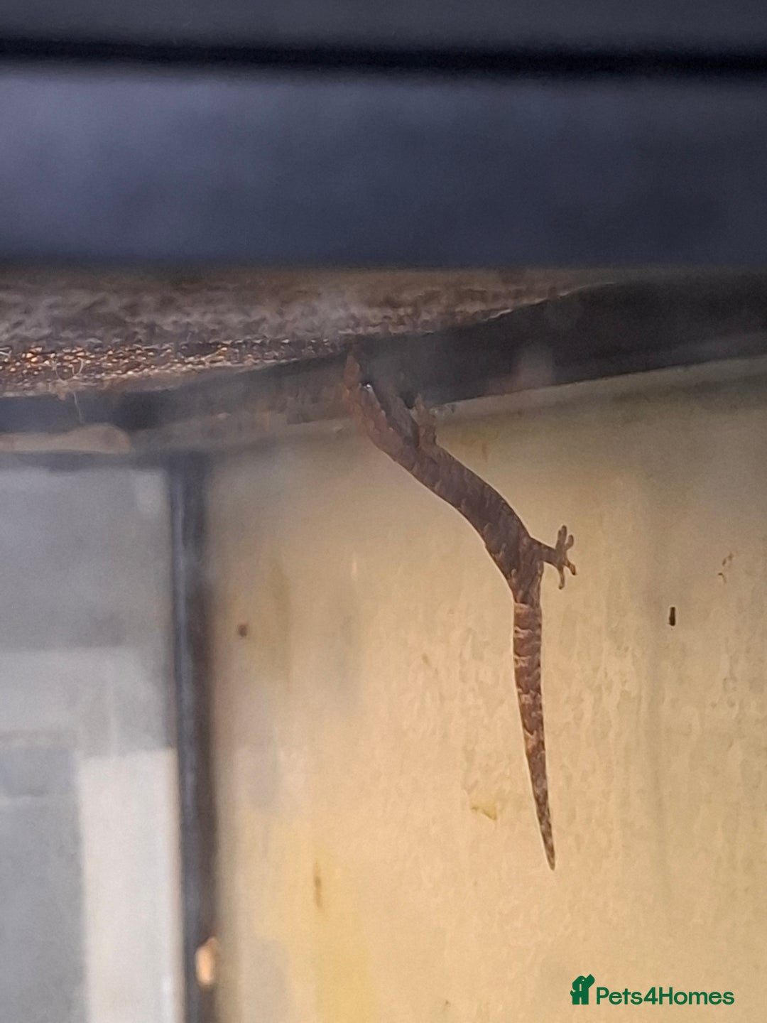 Gecko reptiles for sale: Baby Mourning geckos and Isopods  - Image 4