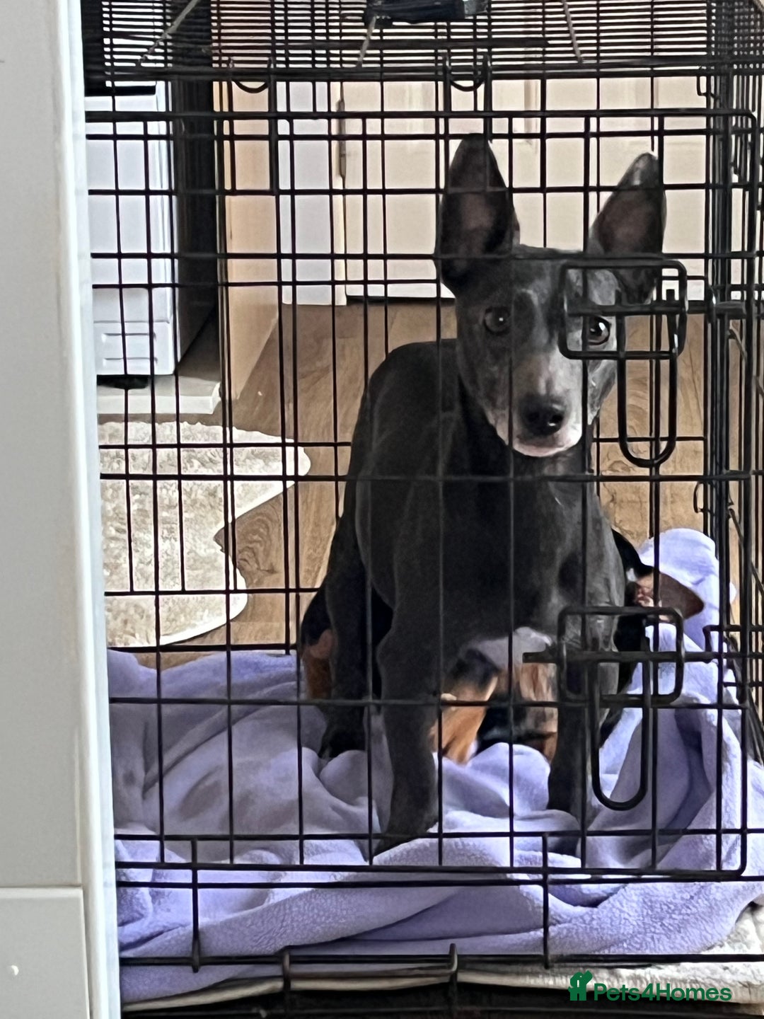 Jack Russell dogs for sale:  1 Jack Russel Puppie left  - Advert 2