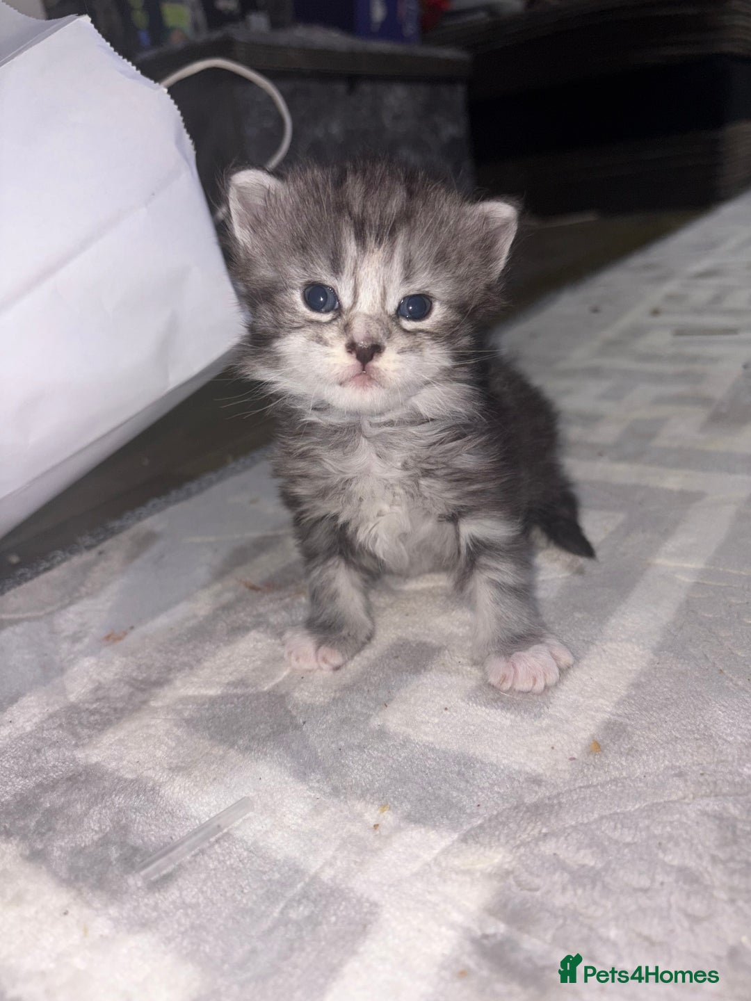 Maine Coon cats for sale: Beautiful Black/silver mackerel  tabby Maine coons - Advert 1