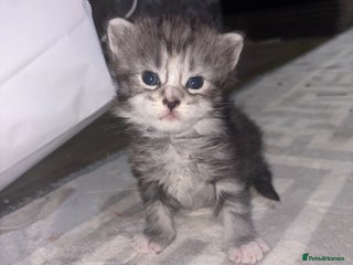 Maine Coon cats Beautiful Black/silver mackerel tabby Maine coons - Advert 2