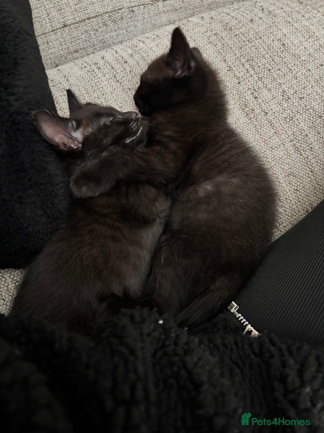 Mixed Breed cats for sale: 1/2 Ragdoll kittens - Image 13