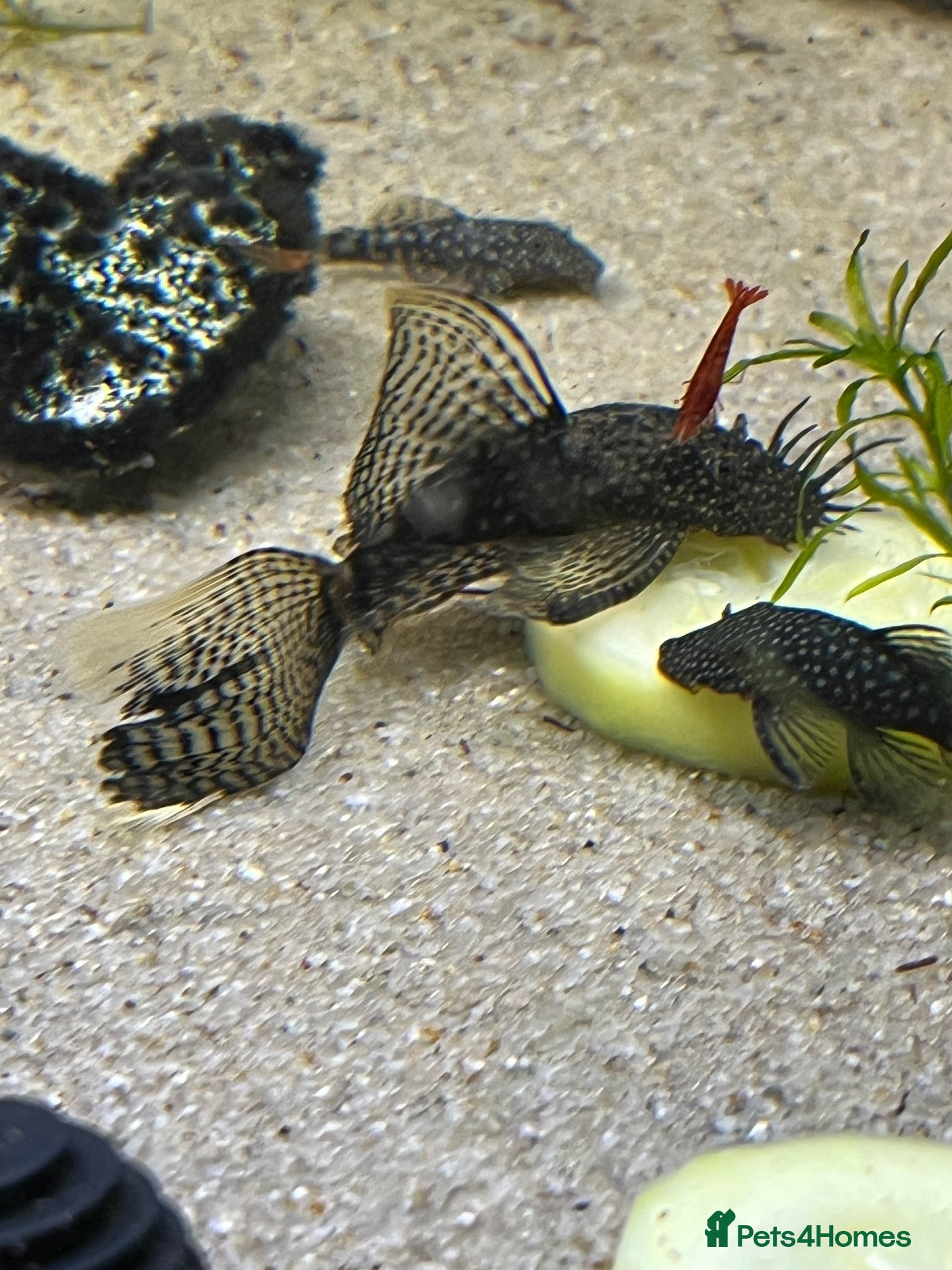 Plecos fish for sale: 2 MALE Breeding age Longfin Bristlenose - Advert 2