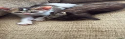 Mixed Breed cats for sale: Kittens ready to go now in Mirfield - Advert 2