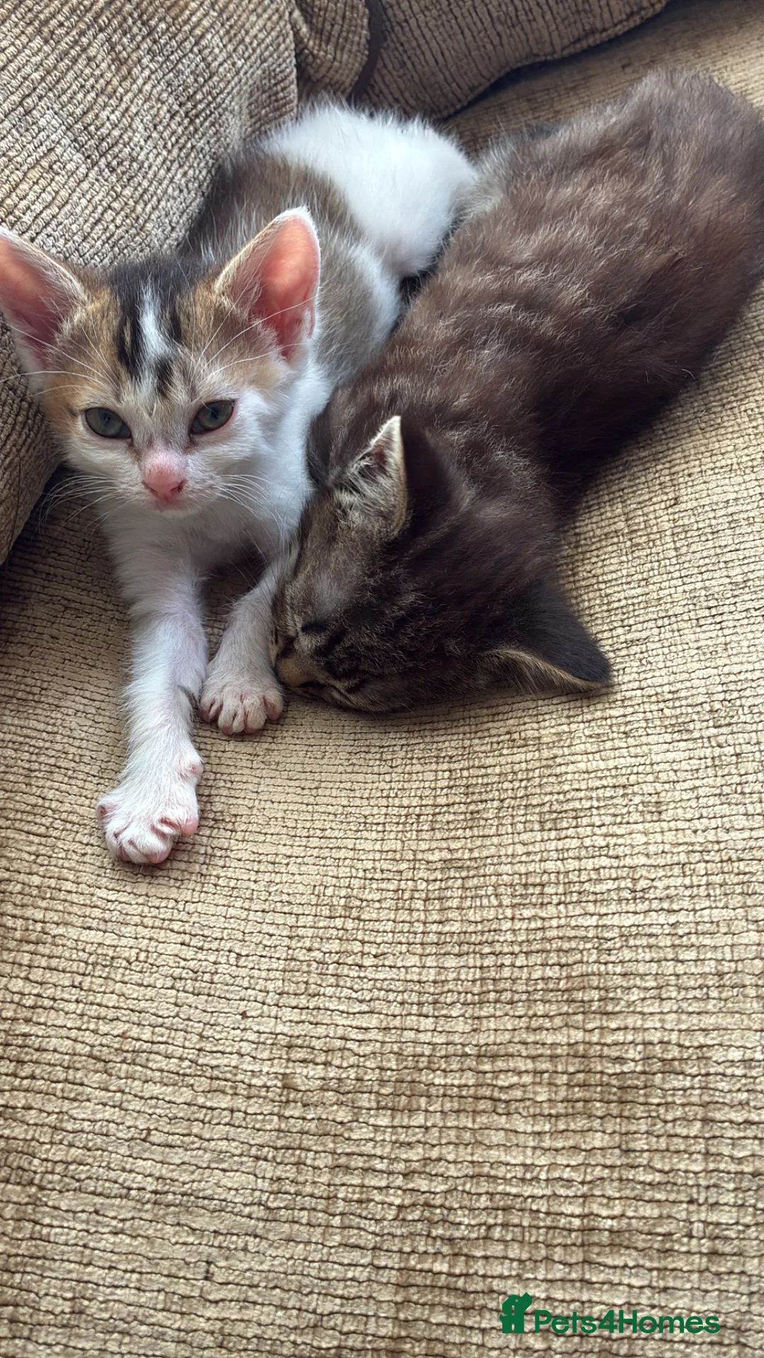 Mixed Breed cats for sale: Kittens ready to go now in Mirfield - Advert 2