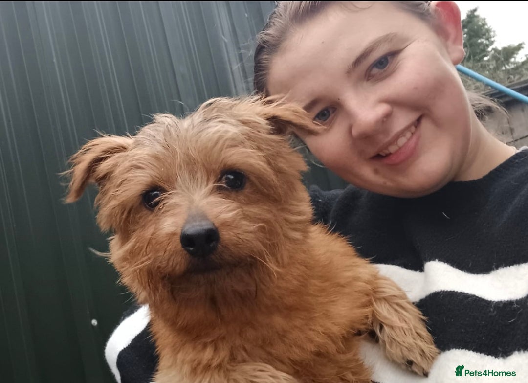 Norfolk Terrier dogs for sale: Stunning kc reg norfolk terrier boys  - Advert 20