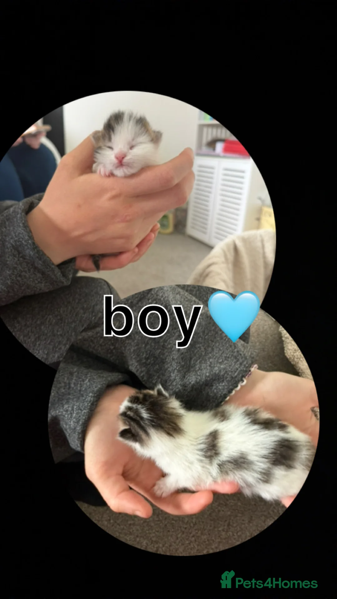 Mixed Breed cats for sale: 3 beautiful kittens  in Nottingham - Advert 4