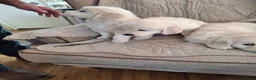 Golden Retriever dogs for sale: Golden Retreiver Puppies  - Advert 17