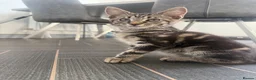 Mixed Breed cats for sale: Maincoon cross kittens  - Advert 13