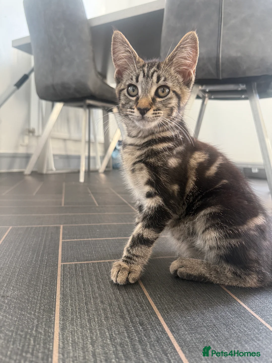 Mixed Breed cats for sale: Maincoon cross kittens  - Advert 13