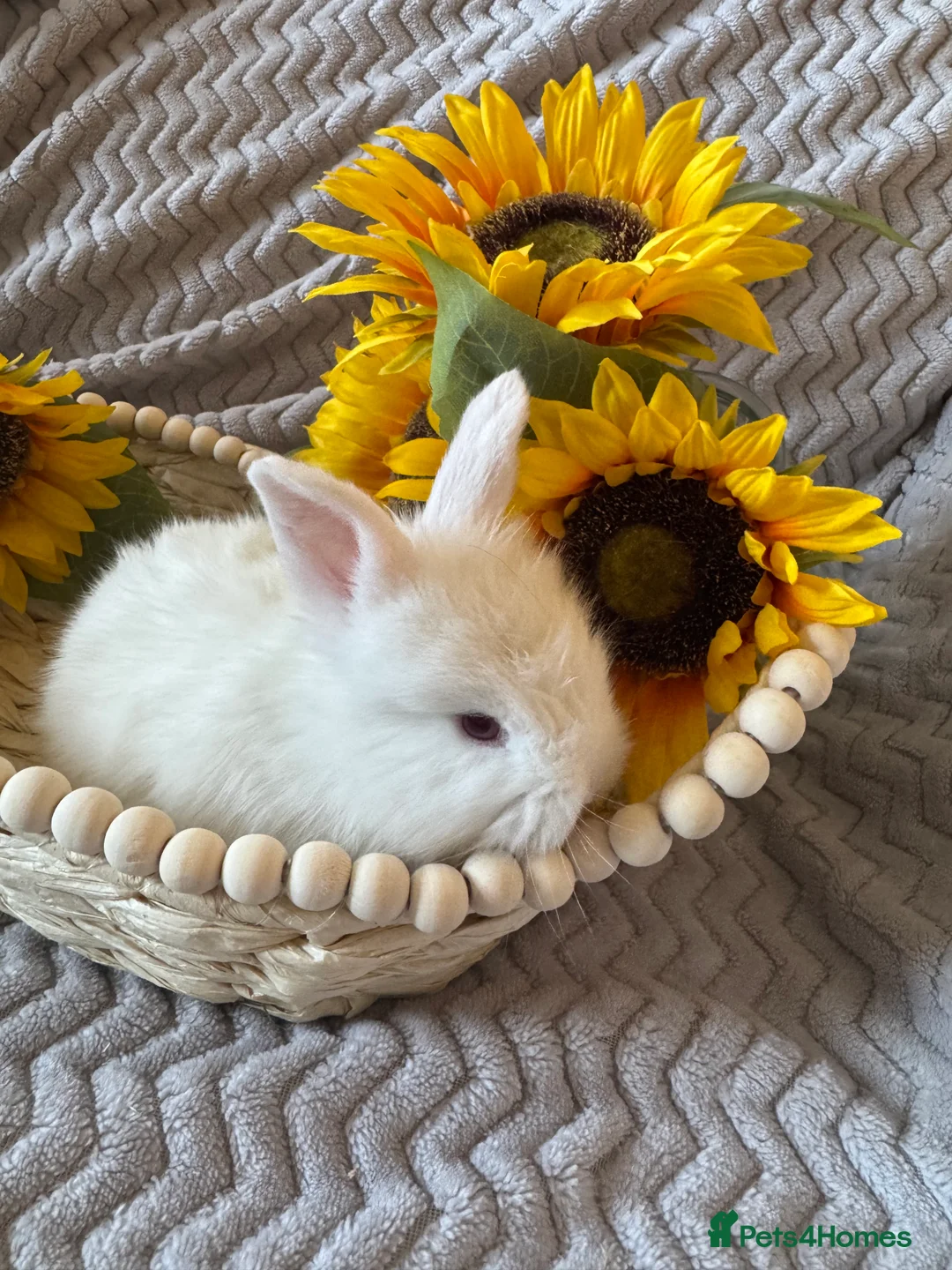 Angora rabbits for sale: ✨Angora x Lionhead✨ - Advert 2
