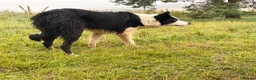 Border Collie dogs for sale: Thistledo Tam in Banff - Advert 6