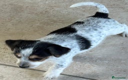 Jack Russell dogs for sale: Pure Jack Russell puppies ready now - Image 5