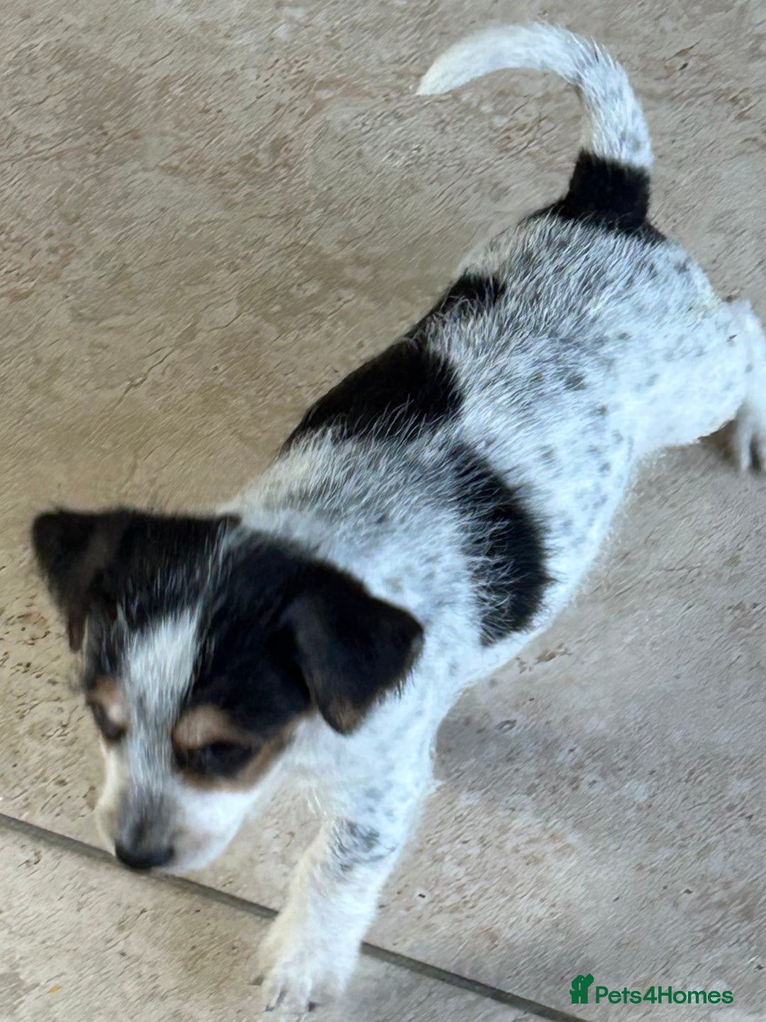 Jack Russell dogs for sale: Pure Jack Russell puppies ready now - Image 5