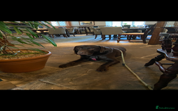 Labrador Retriever dogs for stud: Chocolate Labrador for Stud  in Doncaster - Image 10