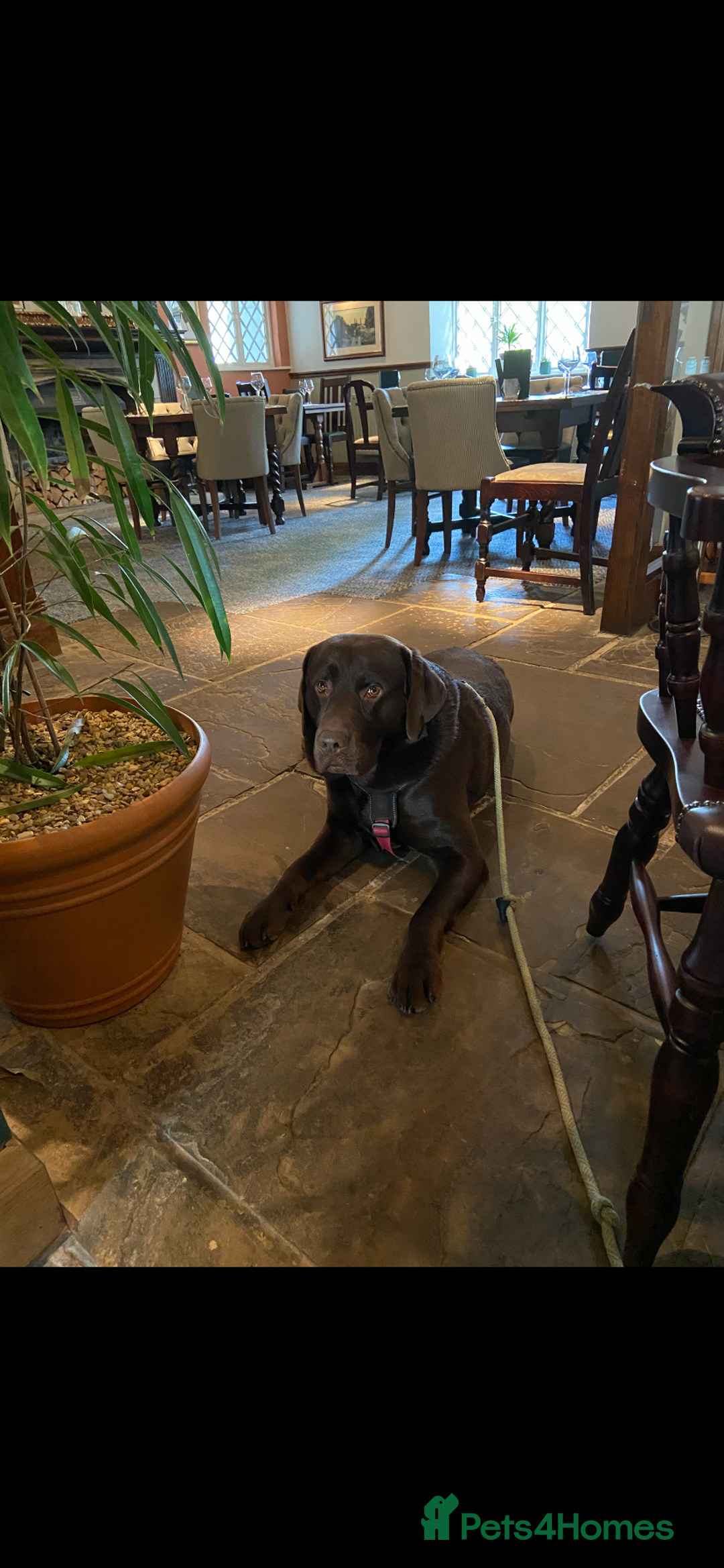 Labrador Retriever dogs for stud: Chocolate Labrador for Stud  in Doncaster - Image 10
