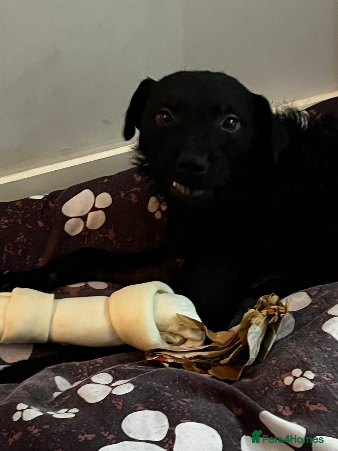 Mixed Breed dogs for sale: Patterdale x jack russle - Image 2