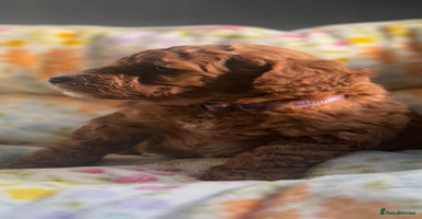Mixed Breed dogs - Advert 9