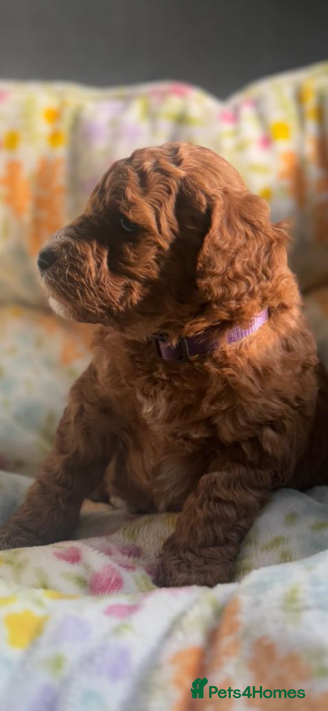 Mixed Breed dogs for sale: Mini Double Doodles 🧬 Tested Clear  - Image 2