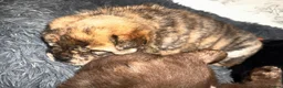 Chow Chow dogs for sale: Chowski puppies  - Advert 7
