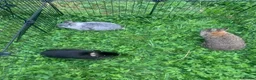 Netherland Dwarf rabbits for sale: URGENT 1 LEFT - Advert 37