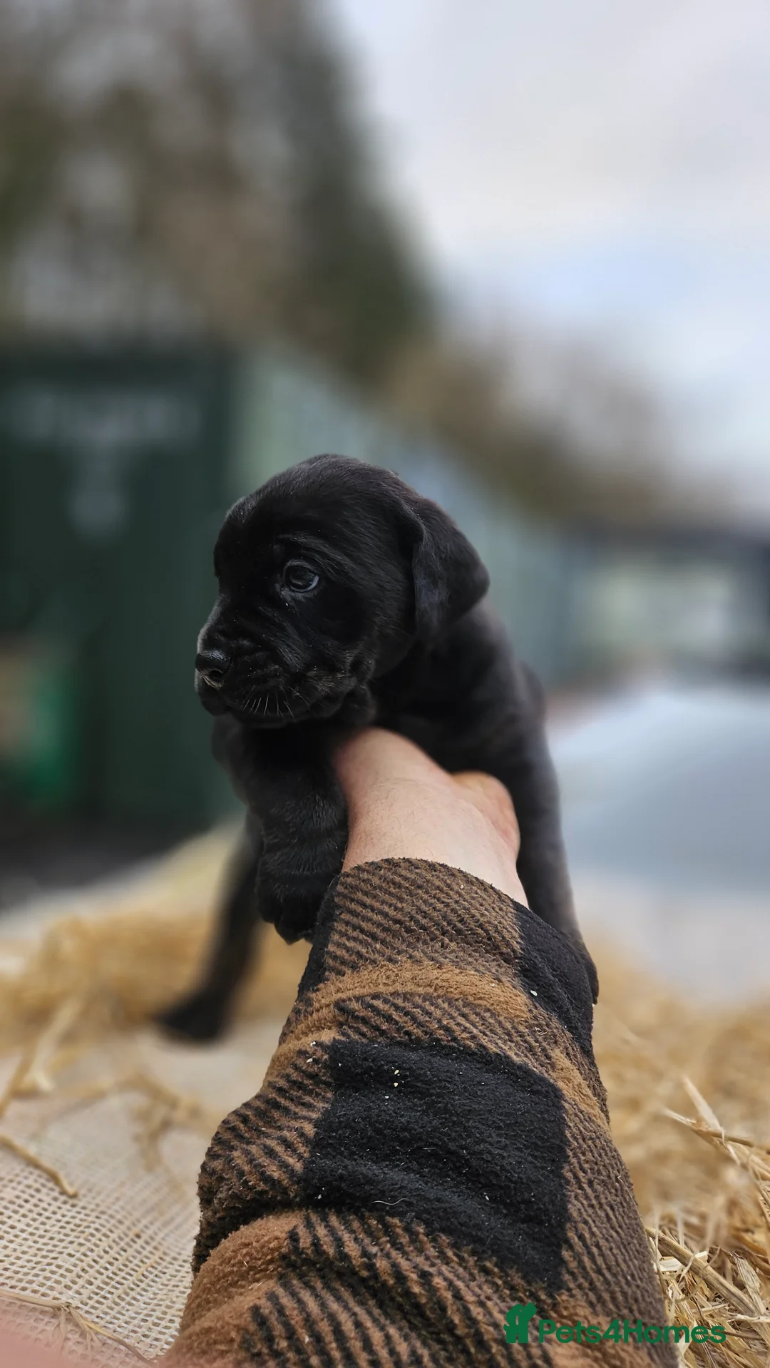 Mixed Breed dogs for sale: CaneWeiler Pupps - Advert 18