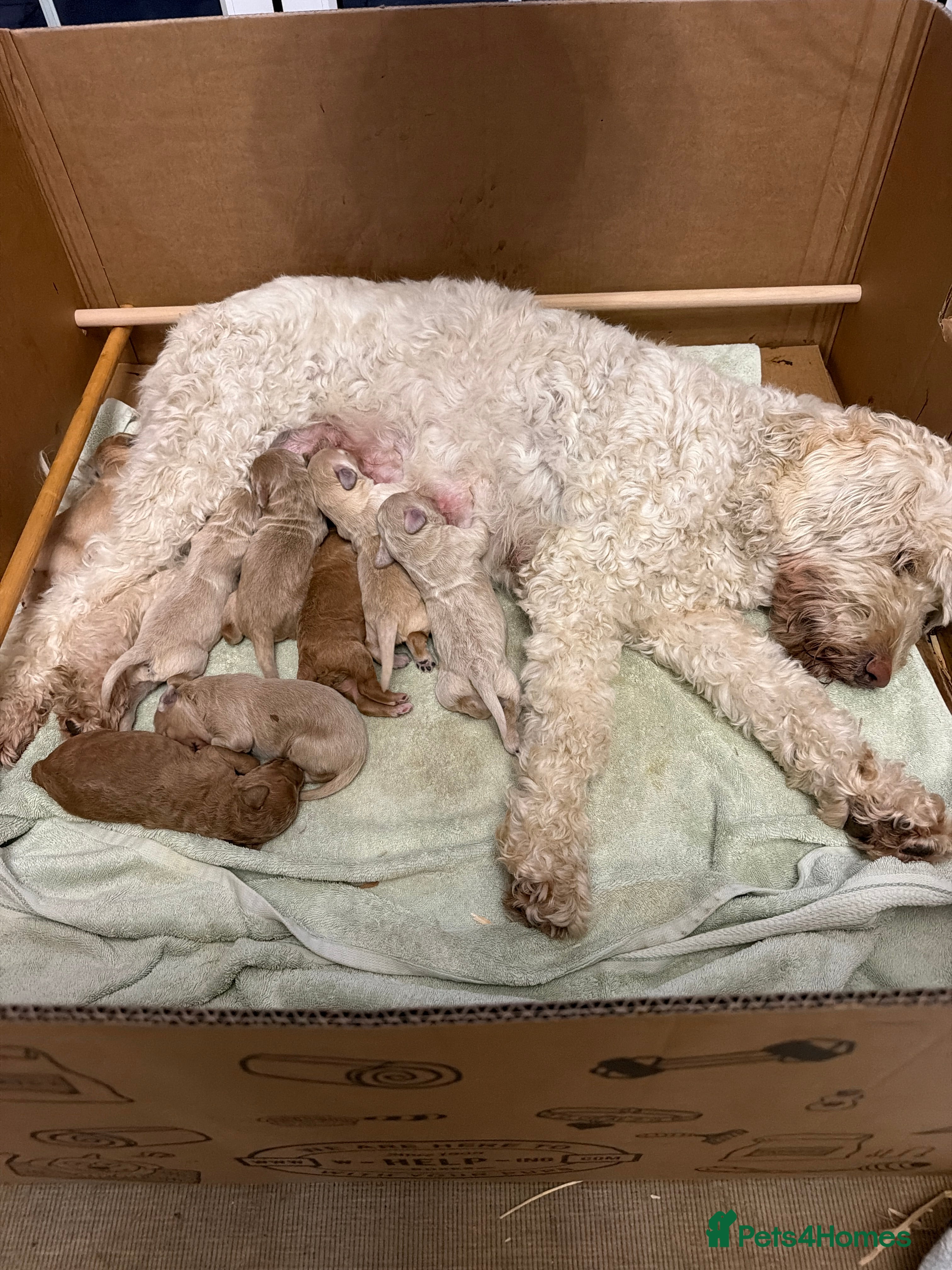 Mixed Breed dogs for sale: F4 Australian Labradoodles - Advert 1