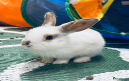 Mini Lop rabbits for sale: Mini Lops & H/LopxLion nearly7w Read description) - Image 26