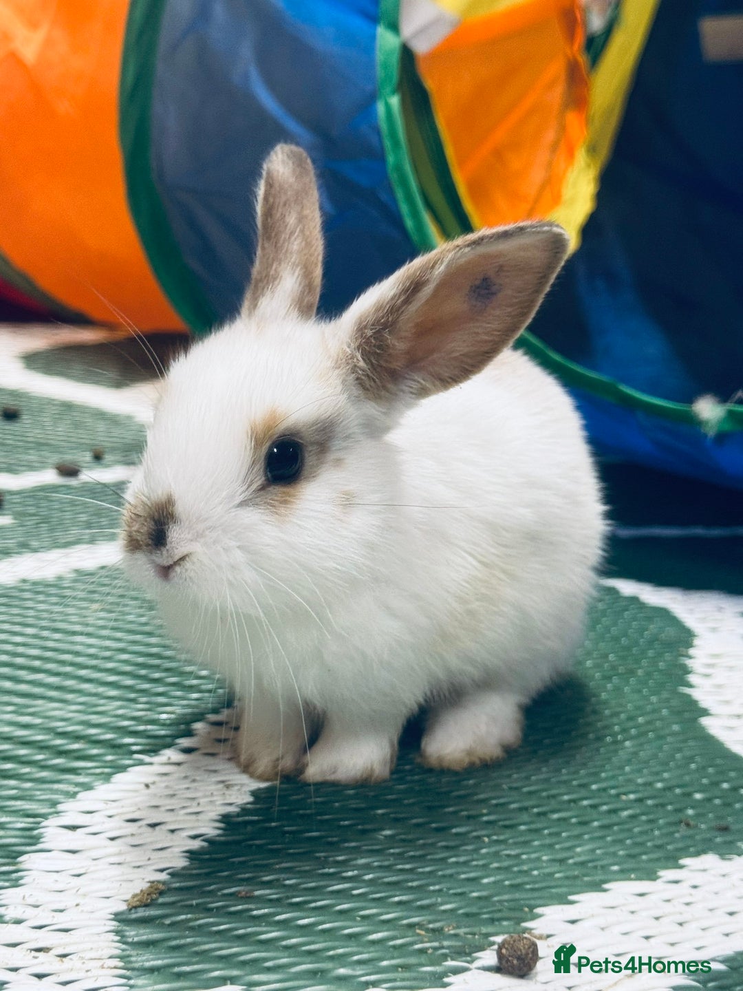 Mini Lop rabbits for sale: Mini Lops & H/LopxLion nearly7w Read description) - Image 26