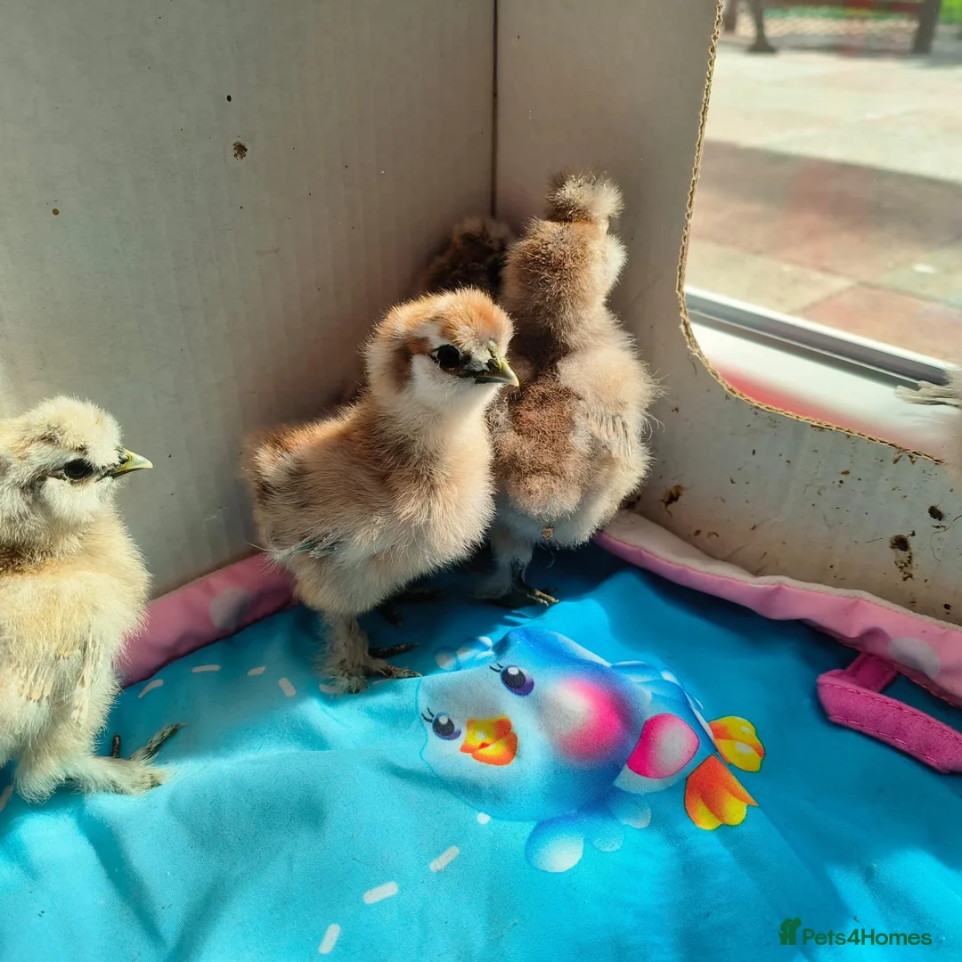 Chickens poultry for sale: USA Silkies chicks  available, - Advert 2