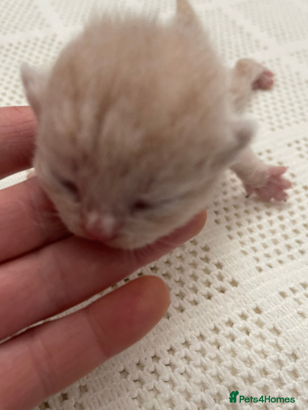 British Shorthair cats for sale: Exceptional litter of GCCF British shorthairs - Advert 13
