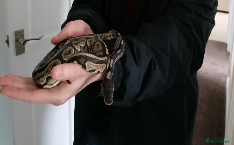 Python Snake reptiles - Advert 1