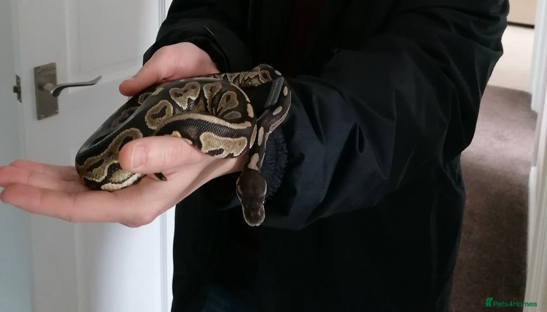 Python Snake reptiles for sale: Gorgeous Cinnamon royal python - Image 1
