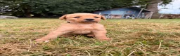 Labradoodle dogs for sale: Labradoodle puppies  in Banchory - Advert 7