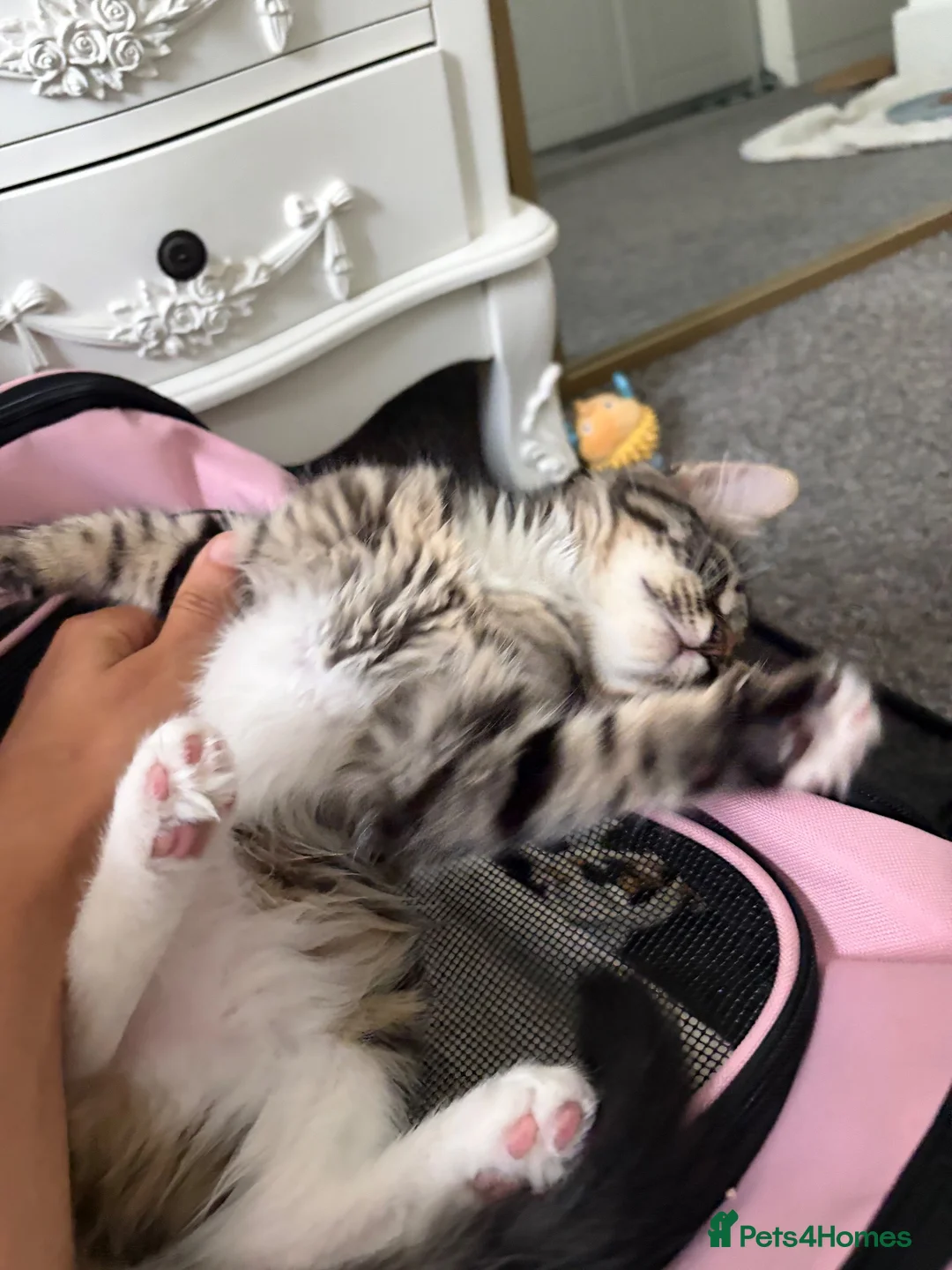 Mixed Breed cats for sale: Rehome beautiful sweet Kitty in London - Advert 8
