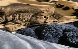Tiffanie cats for sale: Tiffany X male - Image 2