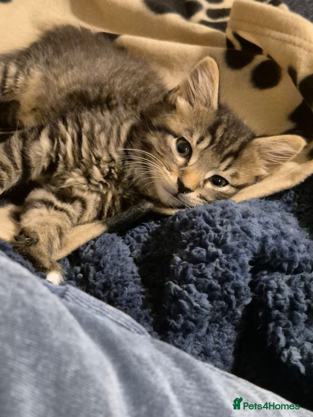 Tiffanie cats for sale: Tiffany X male - Image 2