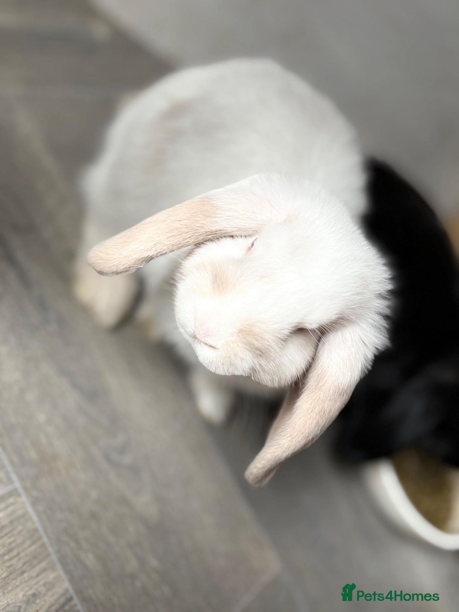 Mini Lop rabbits Baby bunnies looking for their new home 🐰❤️ - Advert 2