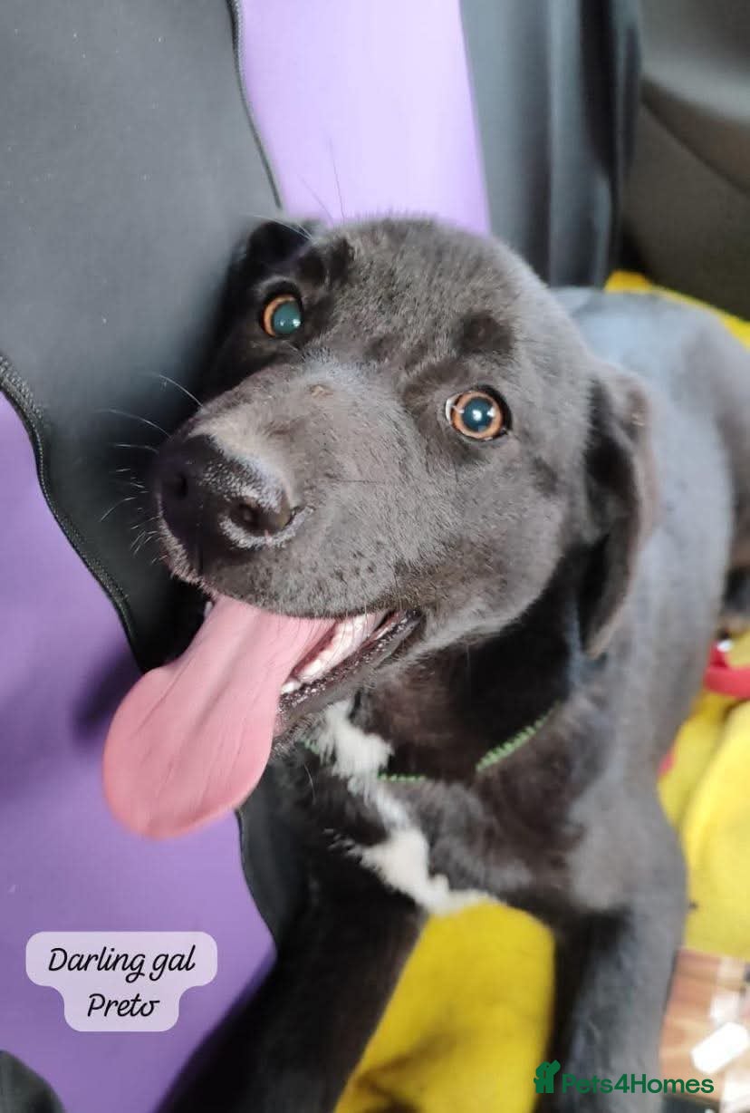 Mixed Breed dogs Preto,  6-7 months approx. Available for adoption. in Brixham - Advert 3