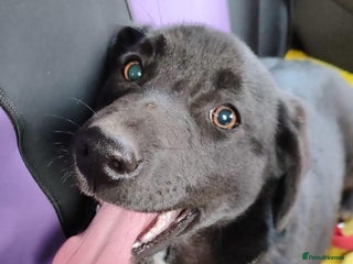 Mixed Breed dogs in Brixham - Advert 27