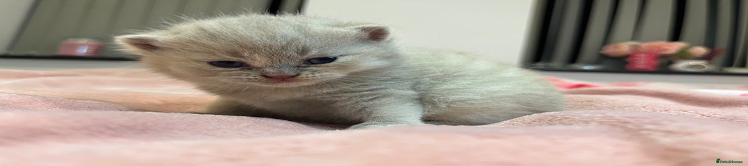 Brazilian Shorthair Kitten 1