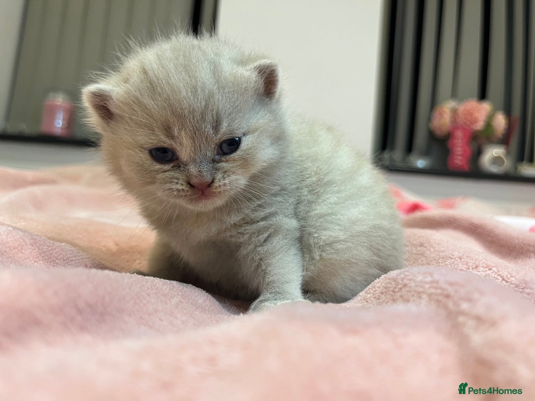 Brazilian Shorthair cats for sale: Pedigree British Shorthair Kittens Golden & Lilac - Image 17