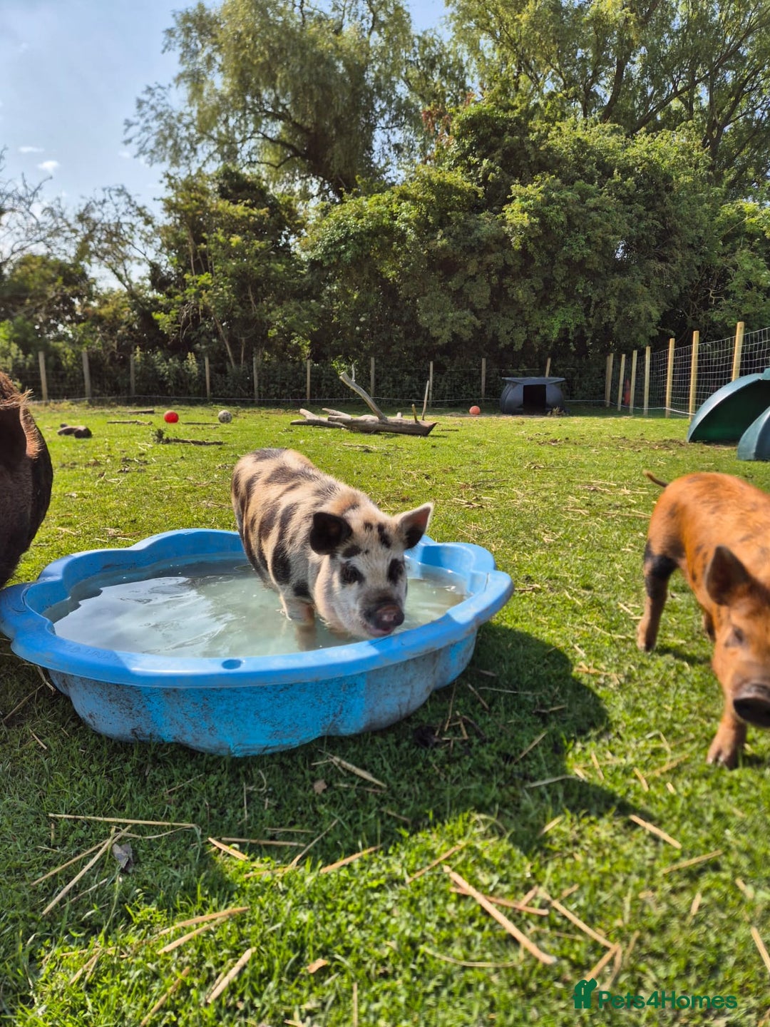 Pig livestock for sale: Unregistered Female kunekune piglet. - Image 2