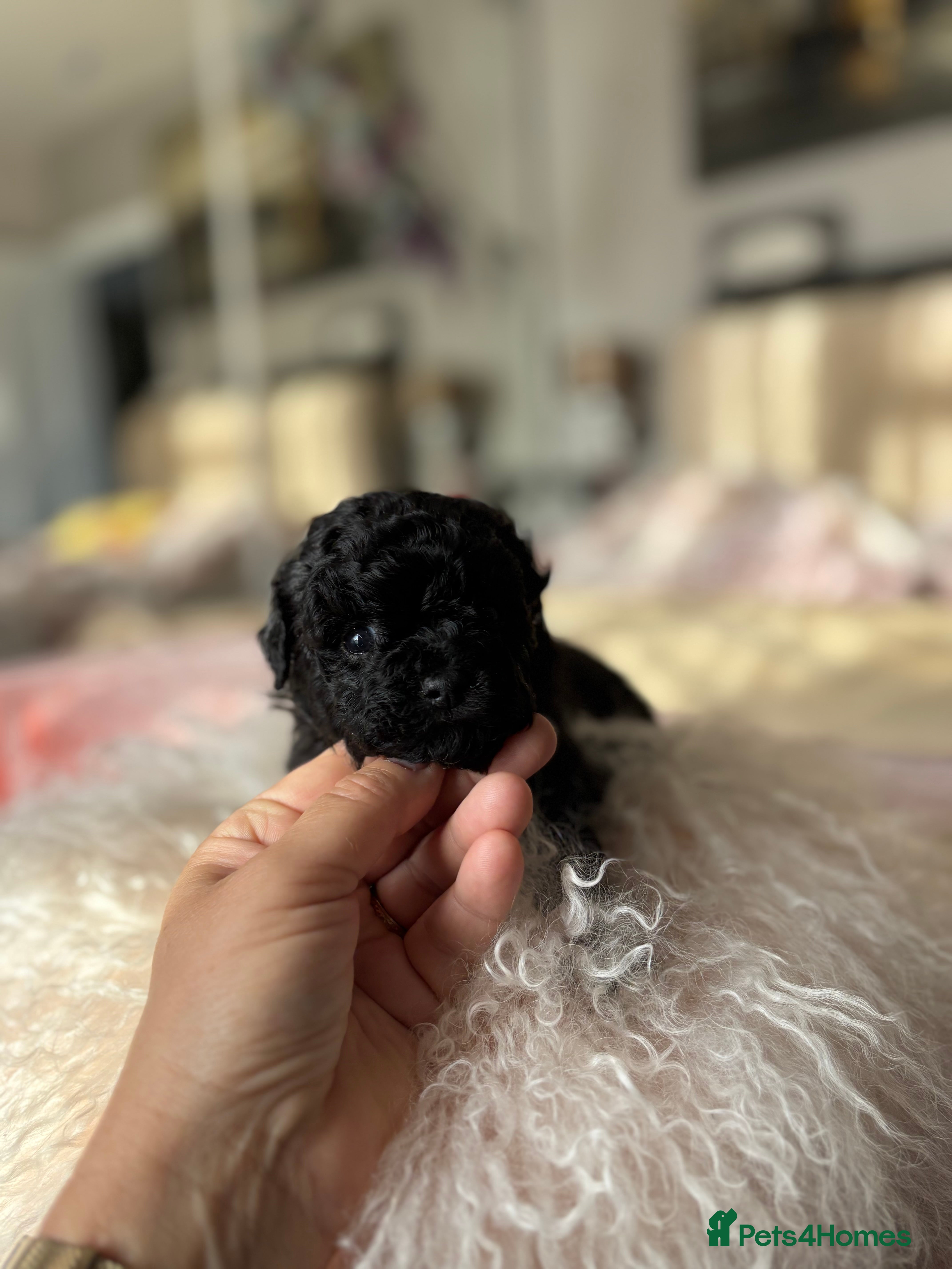 Mixed Breed dogs Adorable Bolonoodle Puppies - Advert 3