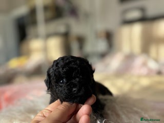 Mixed Breed dogs Adorable Bolonoodle Puppies - Advert 3