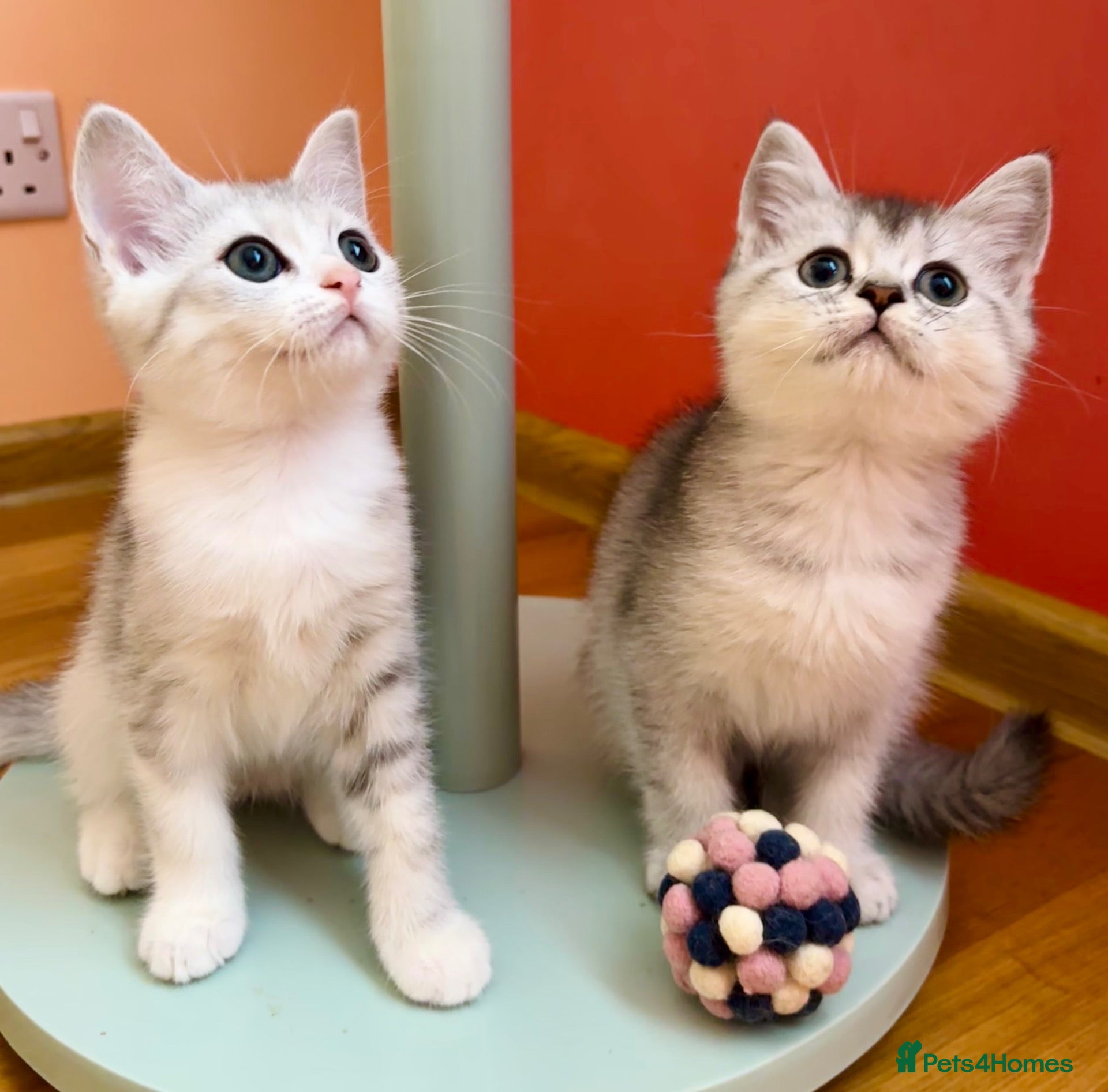Scottish Fold cats 🩵🩷 Adorable pedigree kittens SF/ BSH - Advert 2