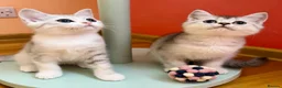 Scottish Fold cats for sale: 🩵🩷 Adorable pedigree kittens SF/ BSH - Advert 2