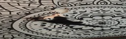 Mixed Breed cats for sale: Adorable kittens - Advert 11