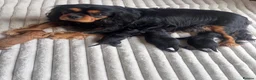 Cavalier King Charles Spaniel dogs for sale: KC registered cavalier King Charles  - Advert 1