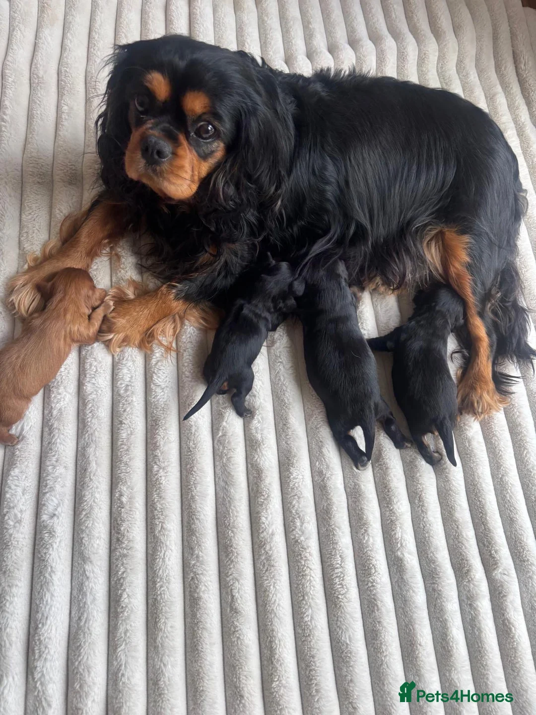 Cavalier King Charles Spaniel dogs for sale: KC registered cavalier King Charles  - Advert 1